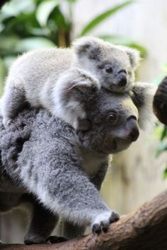 a baby koala is sitting on top of an adult koala