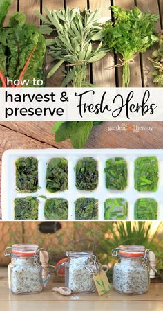 fresh herbs are in small containers on a table with the words how to harvest and preserve fresh herbs