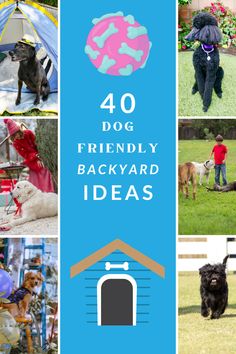 the top ten dog friendly backyard ideas for dogs to enjoy their time in the yard