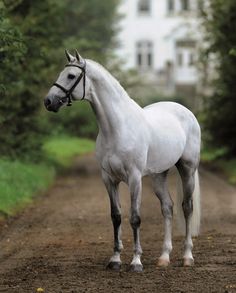 a white horse standing in the middle of a dirt road next to trees and bushes