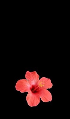 a red flower is in the middle of a black background with space for text or image