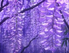 purple flowers are hanging from the branches of a tree