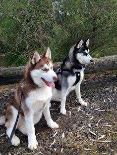 two husky dogs sitting next to each other on the ground with trees in the background