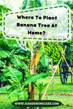 Where To Plant Banana Tree At Home? Where To Plant Banana Trees, How To Plant Banana Tree, Cold Hardy Banana Tree, Banana Plants Landscaping, How To Grow Banana Tree, Banana Plants Outdoor, Planting Banana Trees