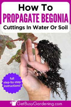 someone holding up a plant with the title how to propagate begona cuttings in water or soil