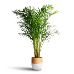 a potted plant sitting on top of a white table