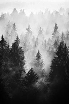 black and white photograph of trees in the fog