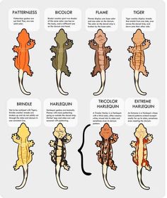 an image of different types of geckos in different colors and sizes on a white background