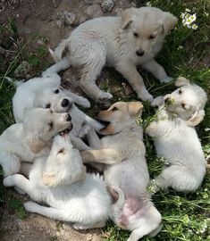 several puppies are huddled together on the ground and grass in front of their faces