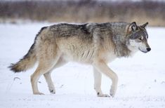 a wolf is walking in the snow alone