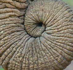 an elephant's eye is shown in three different pictures, including the trunk and tusks