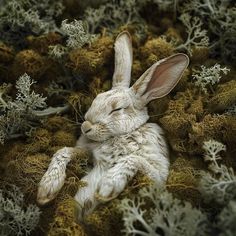 a white rabbit laying on top of moss covered ground