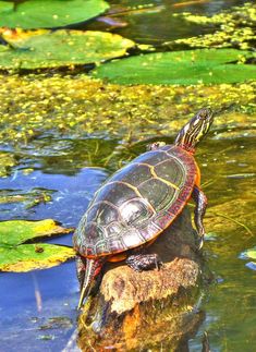 a turtle sitting on top of a rock in the water