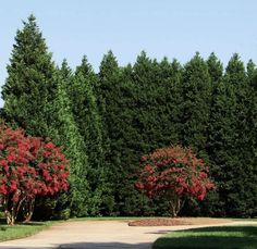 three trees line the road in front of some red flowers