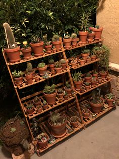 a shelf filled with lots of potted plants