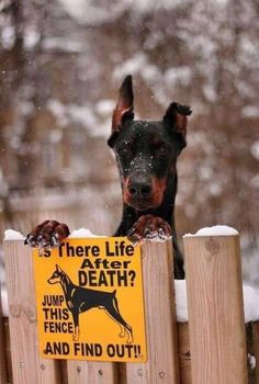 a black and brown dog sitting on top of a wooden fence next to a sign