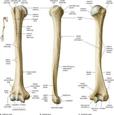 the bones of the lower limbs and upper limbs are shown in this diagram, with labels on