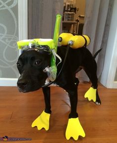 a black dog wearing yellow rubber shoes and scuba goggles on it's head