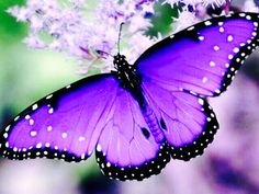 a large orange butterfly sitting on top of a flower