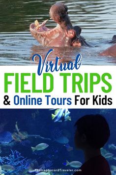 a child looking at an animal in the water with text overlay that reads virtual field trips and online tours for kids