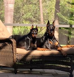 two black and brown dogs laying on top of a couch in front of a window