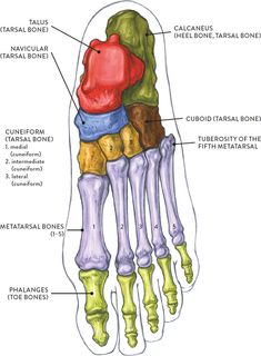 the bones of the foot with labels on each side and labeled in red, blue, yellow