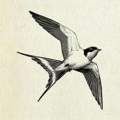 a drawing of a bird flying in the sky