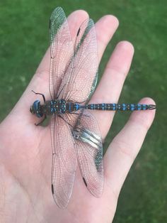 a hand holding a small blue and black dragonfly