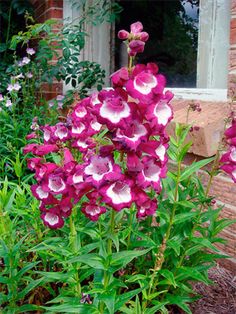 pink flowers are blooming in front of a brick building with windows and plants around it