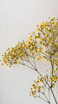 some yellow flowers on a white background