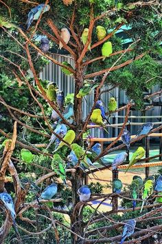 a flock of birds sitting on top of a tree next to each other in a park