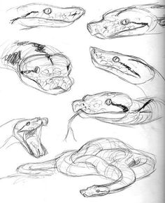 some drawings of snakes and their heads