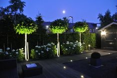 an outdoor area with lights and plants