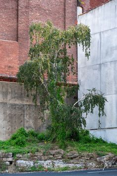 a tree leaning against a wall next to a road with no cars on it and grass in the foreground