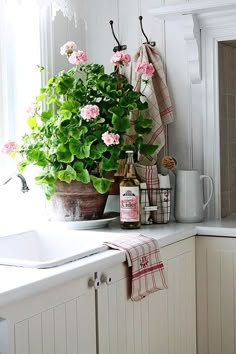 a potted plant sitting on top of a kitchen counter next to a white sink