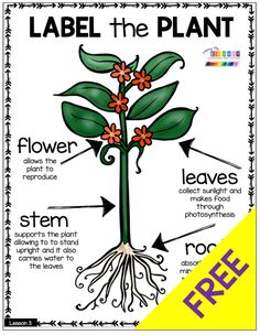 label the plant with labels and instructions to label it for use in science projects, such as