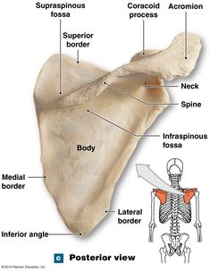 an image of the bones and their major skeletal structures, including the upper limb bone