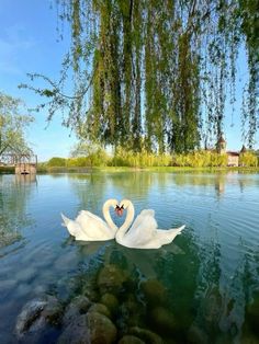 two white swans floating on top of a lake