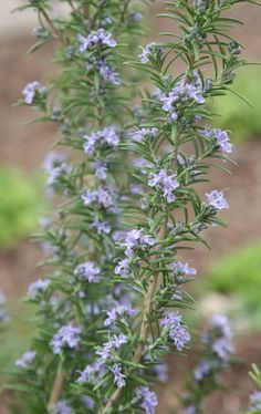 some blue flowers are growing in the grass