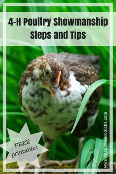 a brown and white chicken sitting on top of green grass with the words 4 - h poultry