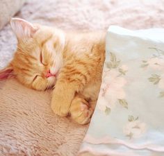 an orange tabby cat sleeping on top of a bed next to a pillow and blanket