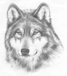 a pencil drawing of a wolf's face