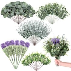 different types of flowers are shown in this image, including lavenders and eucalyptus leaves