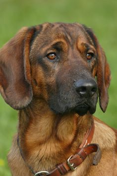 a close up of a dog on a grass field