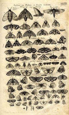 an old book with moths and other insect species on the page, in black ink