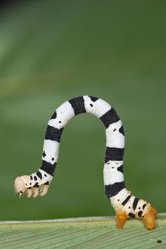 a caterpillar crawling on the side of a green leaf covered in black and white stripes