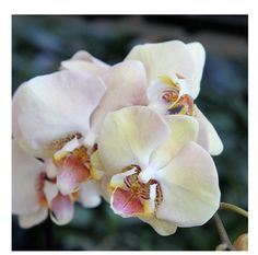 two white and pink flowers with yellow tips on them are in the foreground, while another flower is in the background