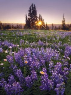 a field full of purple flowers with the sun setting in the distance behind them and trees