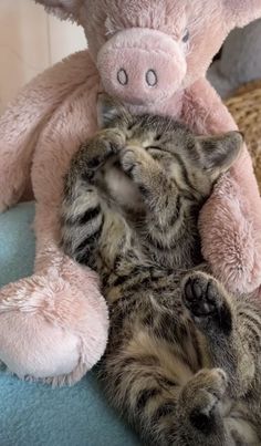 a cat laying on its back next to a pink stuffed animal pig with it's eyes closed