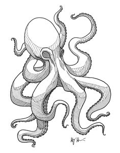 an ink drawing of an octopus